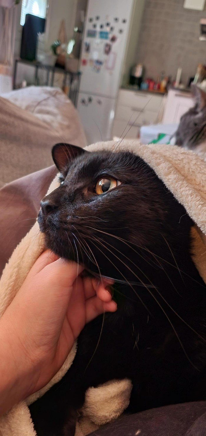 Funny Black Cats (16 pics) Funny Black Cats (16 pics)