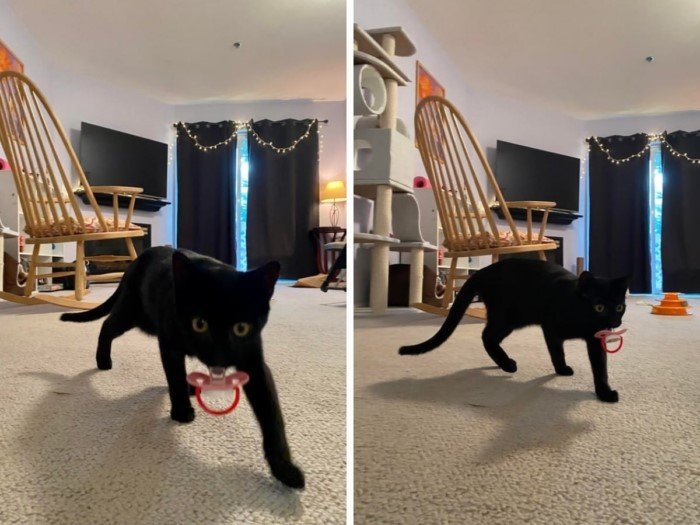 Funny Black Cats (16 pics) Funny Black Cats (16 pics)