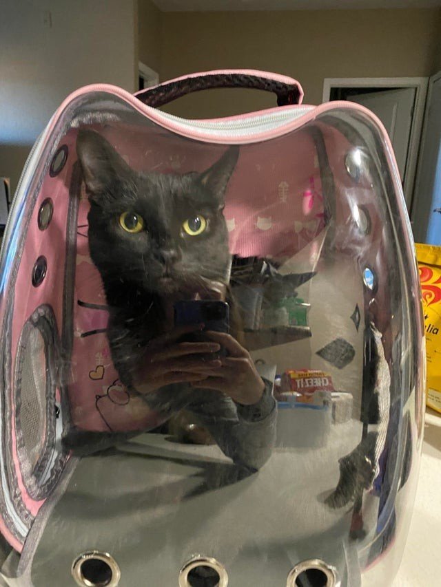 Funny Black Cats (16 pics) Funny Black Cats (16 pics)