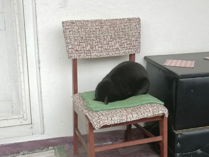 Funny Black Cats (16 pics) Funny Black Cats (16 pics)