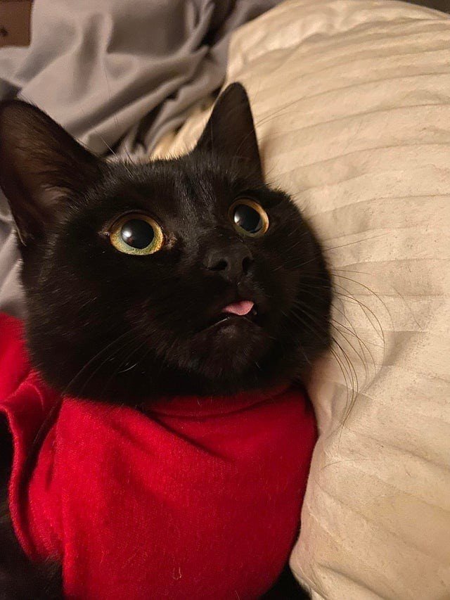 Funny Black Cats (16 pics) Funny Black Cats (16 pics)