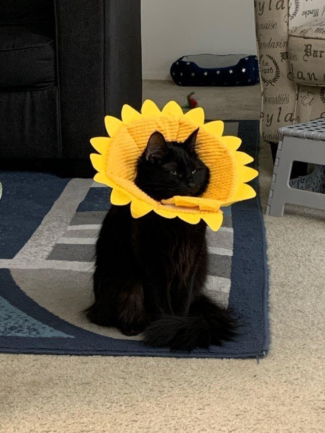 Funny Black Cats (16 pics)