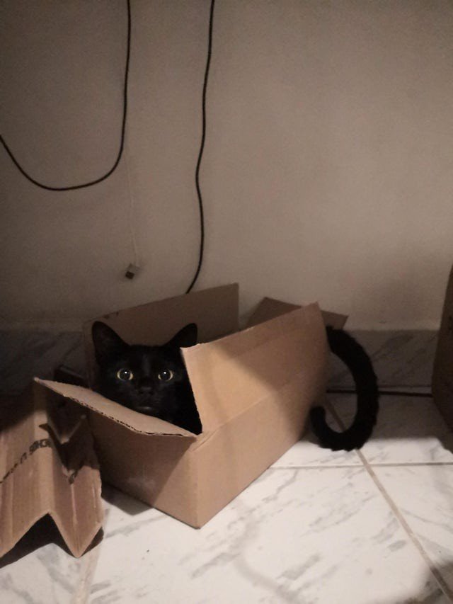 Funny Black Cats (16 pics) Funny Black Cats (16 pics)