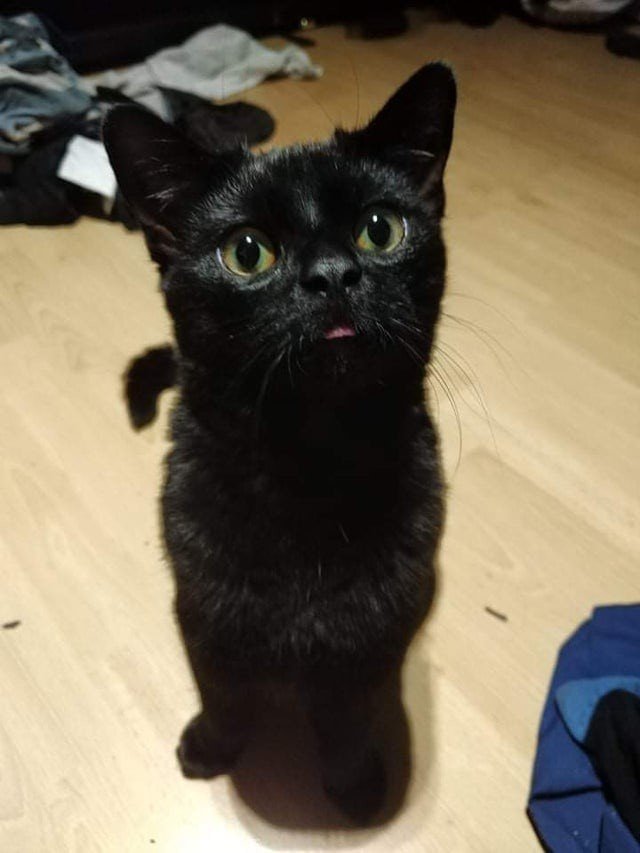 Funny Black Cats (16 pics) Funny Black Cats (16 pics)