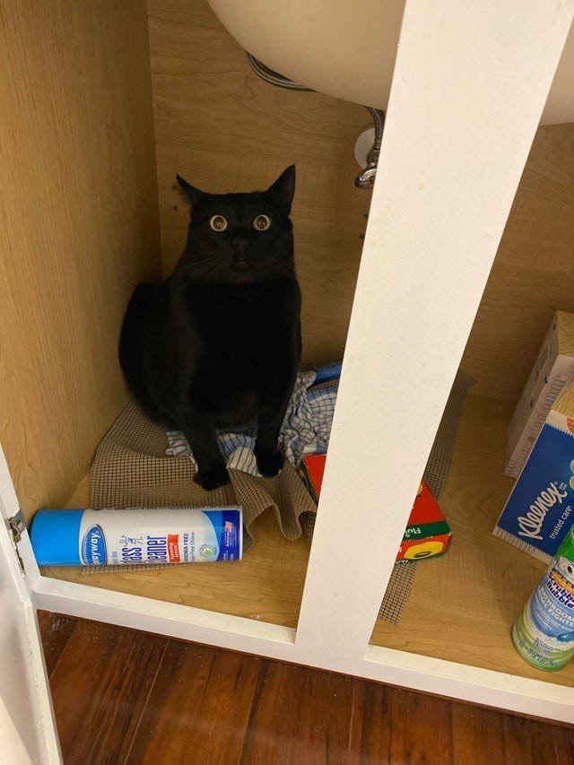 Funny Black Cats (16 pics) Funny Black Cats (16 pics)