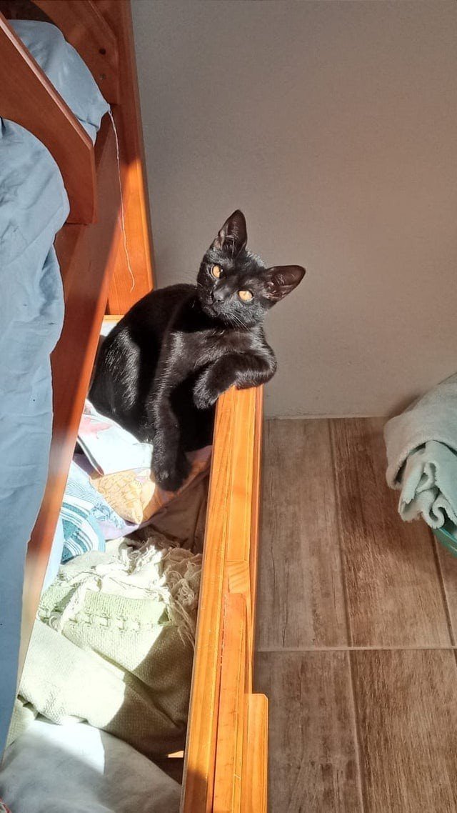 Funny Black Cats (16 pics) Funny Black Cats (16 pics)