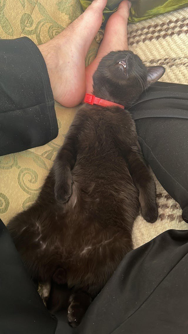 Funny Black Cats (16 pics) Funny Black Cats (16 pics)