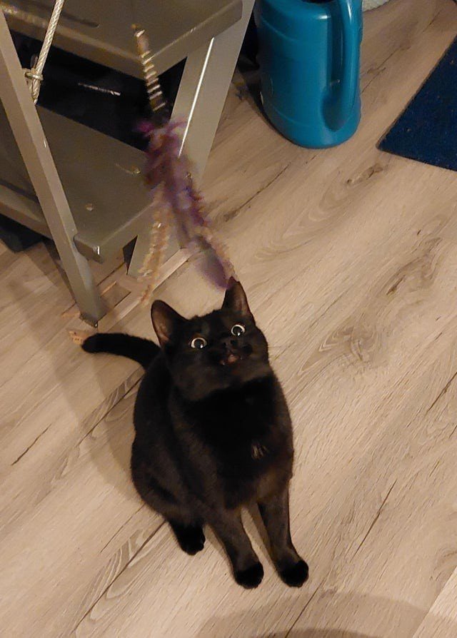 Funny Black Cats (16 pics) Funny Black Cats (16 pics)