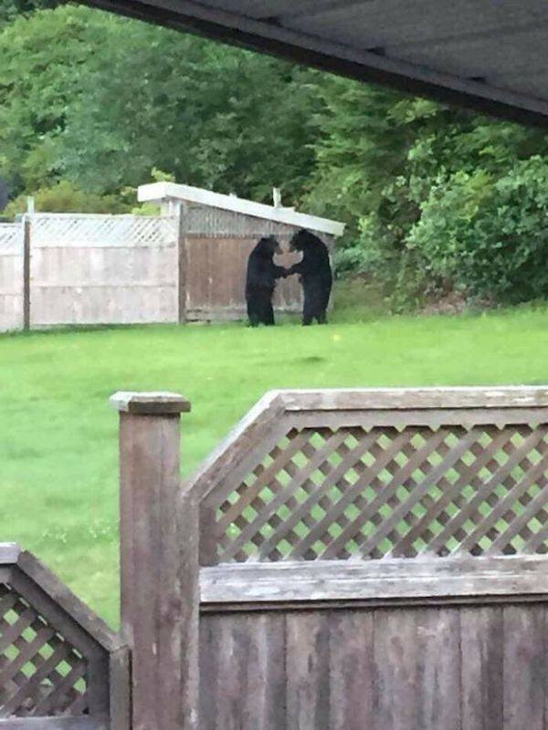Hilarious Bears (23 pics)