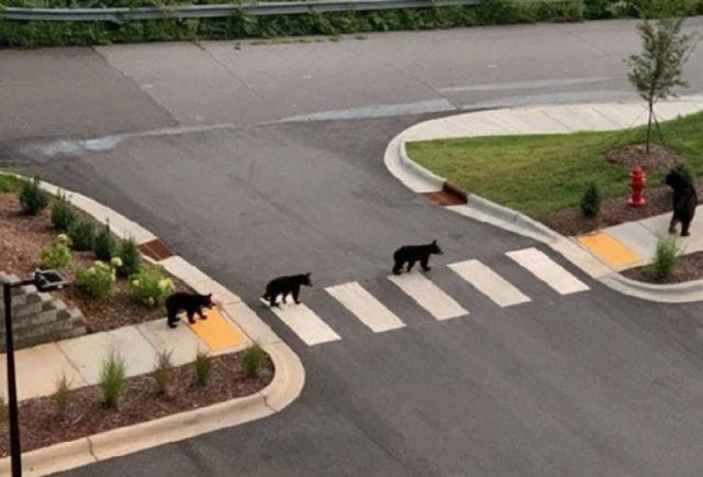 Hilarious Bears (23 pics)