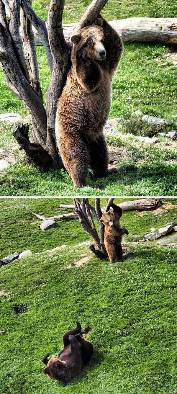 Hilarious Bears (23 pics)