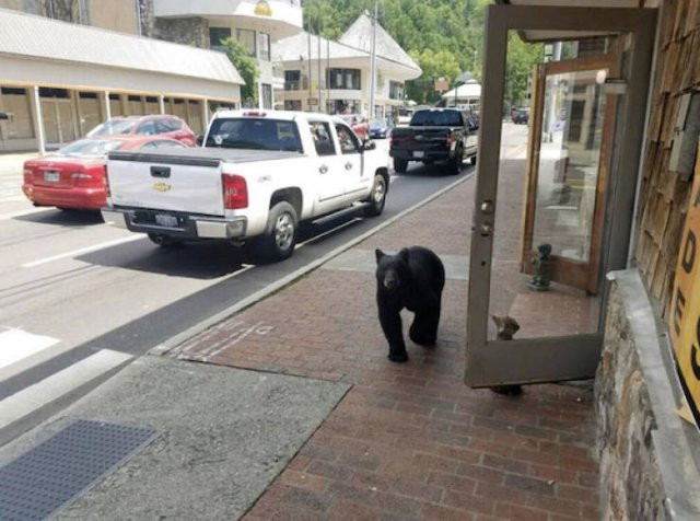 Hilarious Bears (23 pics)