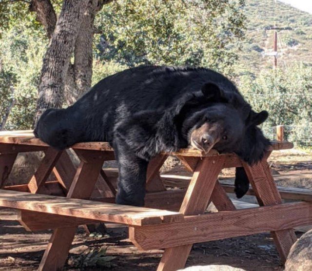 Hilarious Bears (23 pics)
