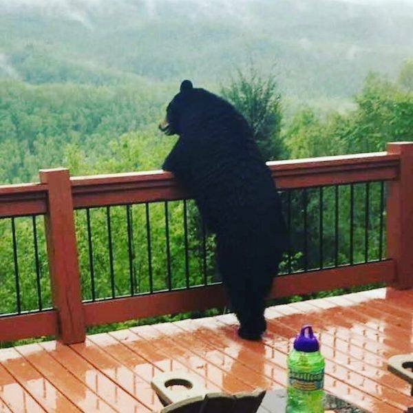 Hilarious Bears (23 pics)
