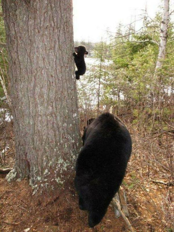 Hilarious Bears (23 pics)