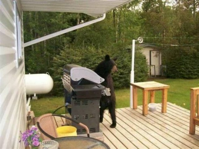 Hilarious Bears (23 pics)