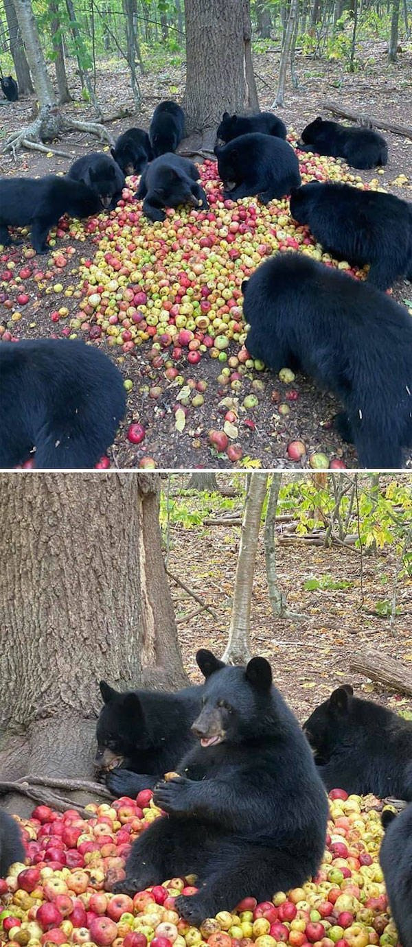 Hilarious Bears (23 pics)