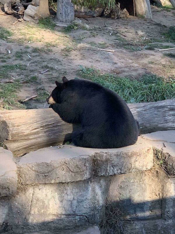 Hilarious Bears (23 pics)
