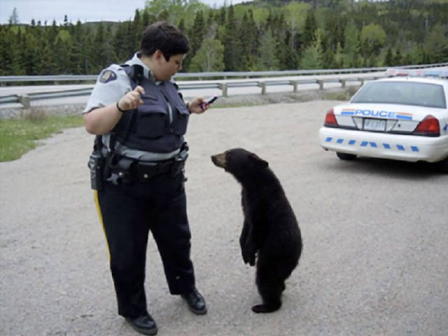 Hilarious Bears (23 pics)