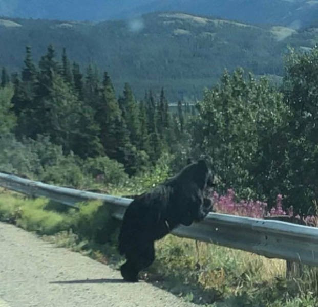 Hilarious Bears (23 pics)