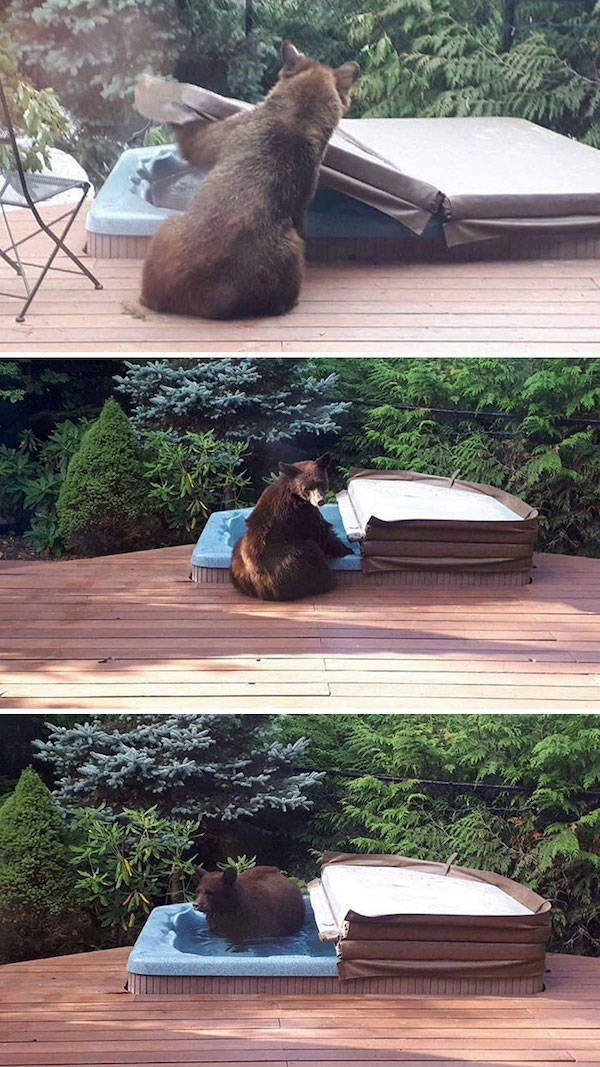 Hilarious Bears (23 pics)