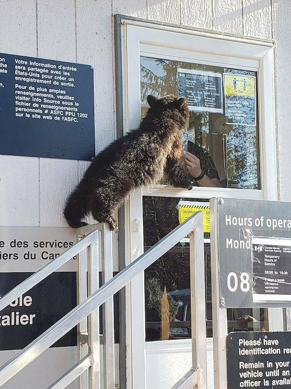 Hilarious Bears (23 pics)