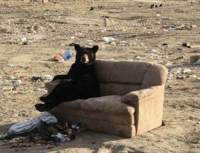 Hilarious Bears (23 pics)
