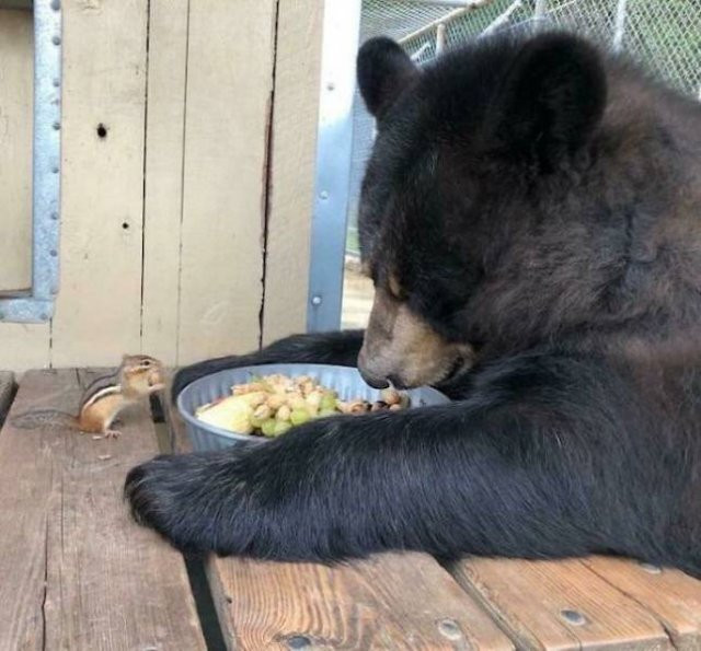 Hilarious Bears (23 pics)
