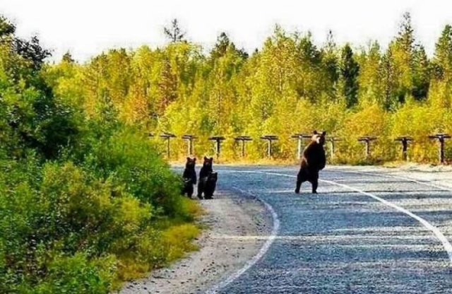 Hilarious Bears (23 pics)