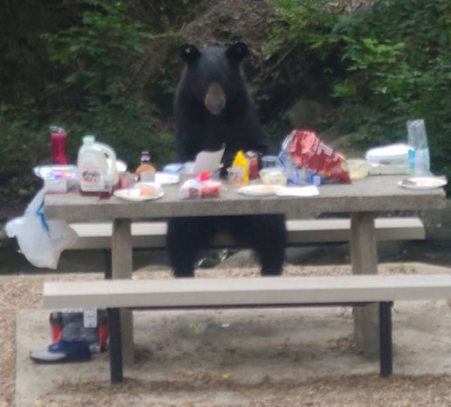 Hilarious Bears (23 pics)