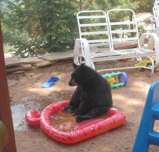 Hilarious Bears (23 pics)