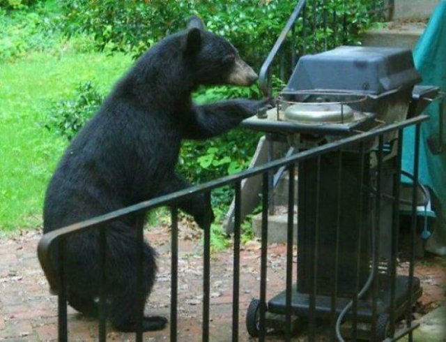 Hilarious Bears (23 pics)