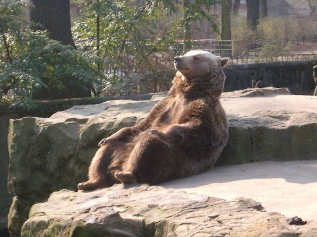 Hilarious Bears (23 pics)