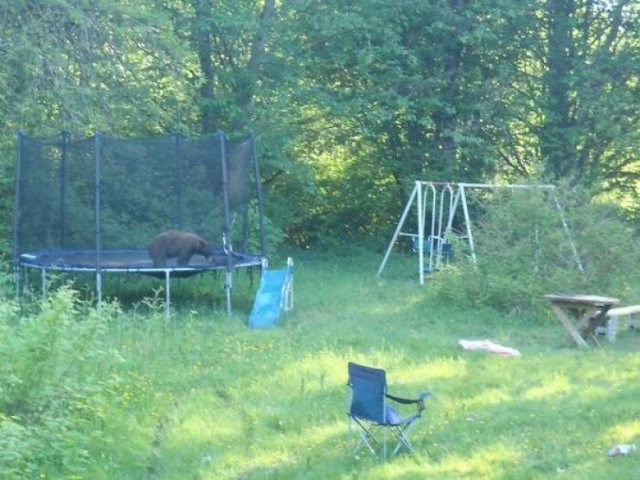 Hilarious Bears (23 pics)