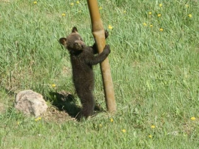 Hilarious Bears (23 pics)