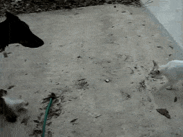 Acid GIFs, May 1 (25 gifs) Acid GIFs, May 1 (25 gifs)