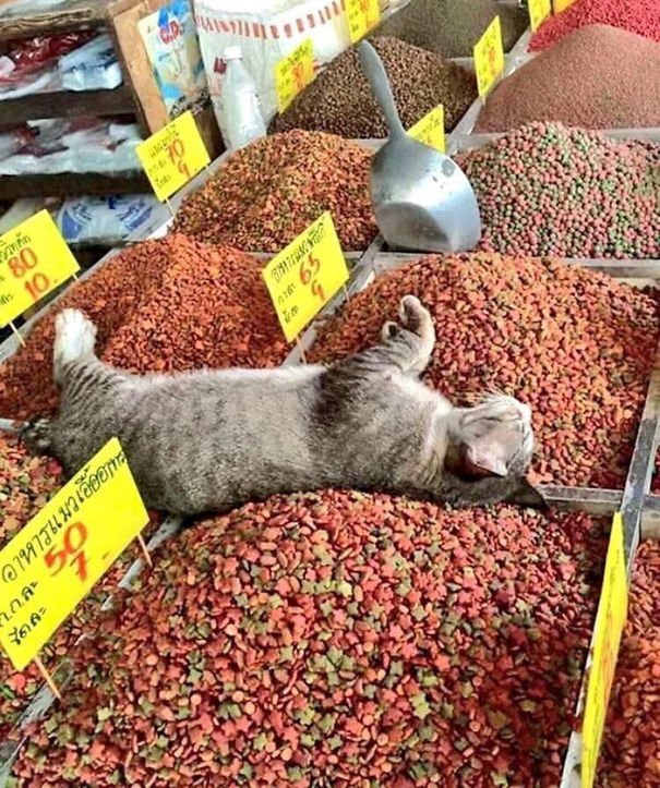 They Can Sleep Anywhere (25 pics)