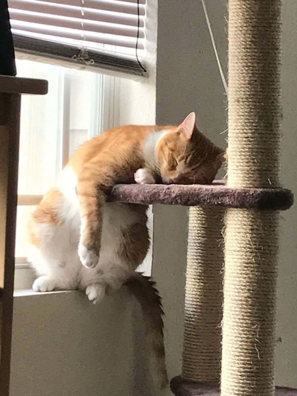 They Can Sleep Anywhere (25 pics)