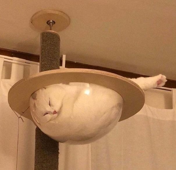 They Can Sleep Anywhere (25 pics)