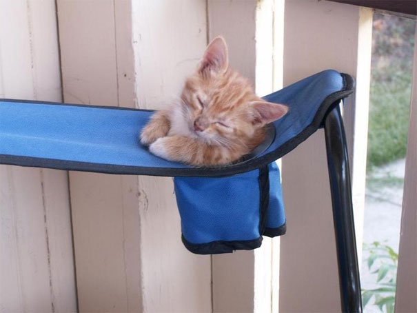 They Can Sleep Anywhere (25 pics)