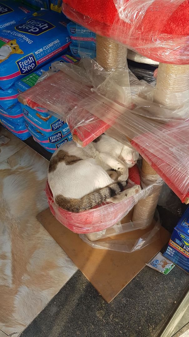 They Can Sleep Anywhere (25 pics)