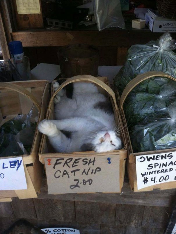 They Can Sleep Anywhere (25 pics)