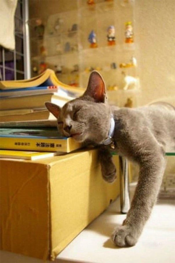 They Can Sleep Anywhere (25 pics)