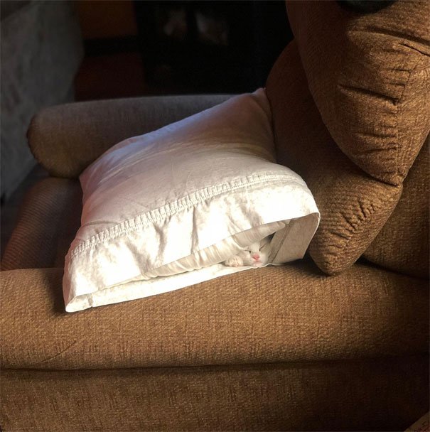 They Can Sleep Anywhere (25 pics)