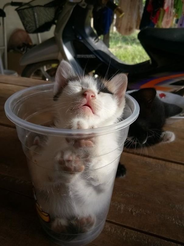 They Can Sleep Anywhere (25 pics)