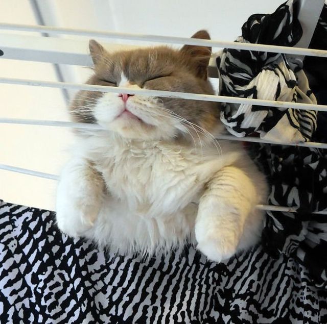 They Can Sleep Anywhere (25 pics)