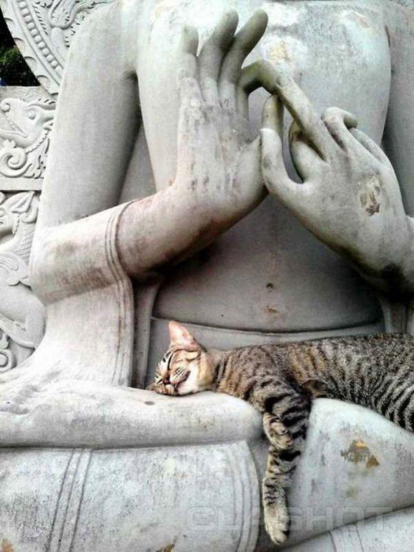 They Can Sleep Anywhere (25 pics)