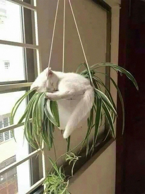 They Can Sleep Anywhere (25 pics)