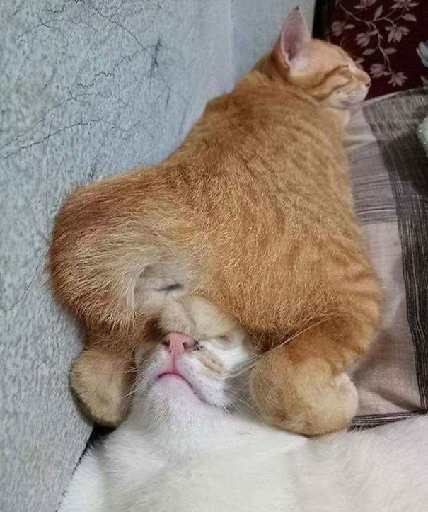 They Can Sleep Anywhere (25 pics)
