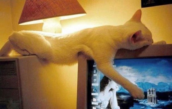 They Can Sleep Anywhere (25 pics)